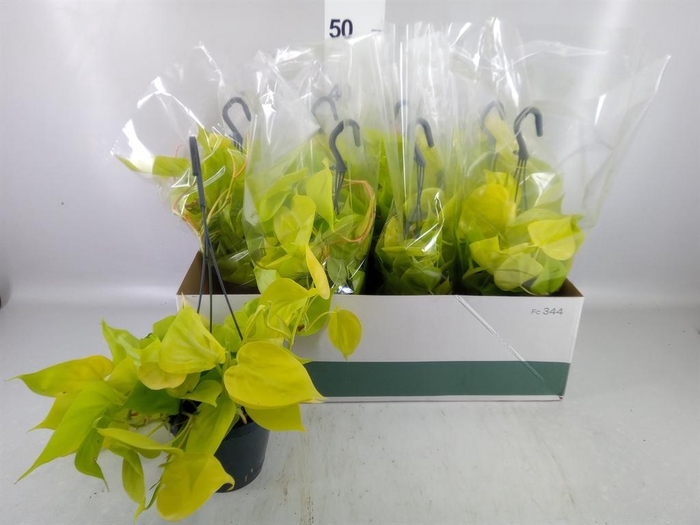 <h4>Philodendron   ...</h4>