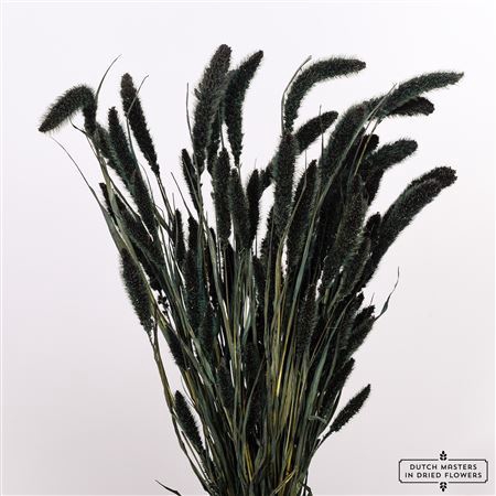 Dried Setaria X5 Black Bunch