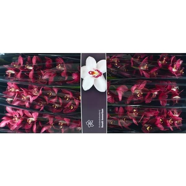 <h4>Cymb Tak Barolo x 6</h4>