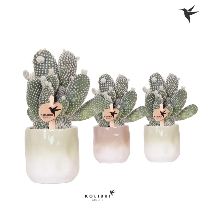 <h4>Kolibri Greens Opuntia white in Gradience pot sand mix</h4>