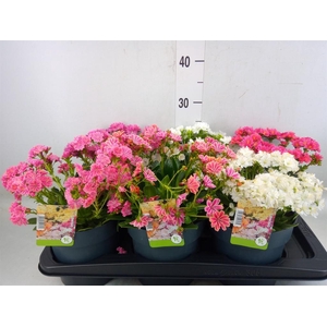 Lewisia  'Mountain Dreams'   ...mix