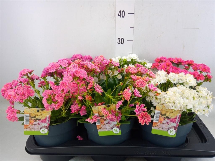 <h4>Lewisia  'Mountain Dreams'   ...mix</h4>
