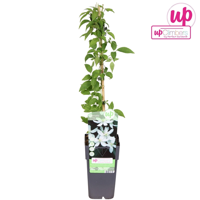 <h4>Clematis Montana Grandiflora</h4>
