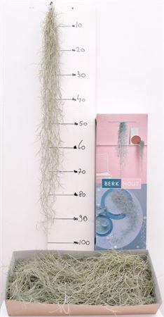 <h4>Till Usneoides</h4>