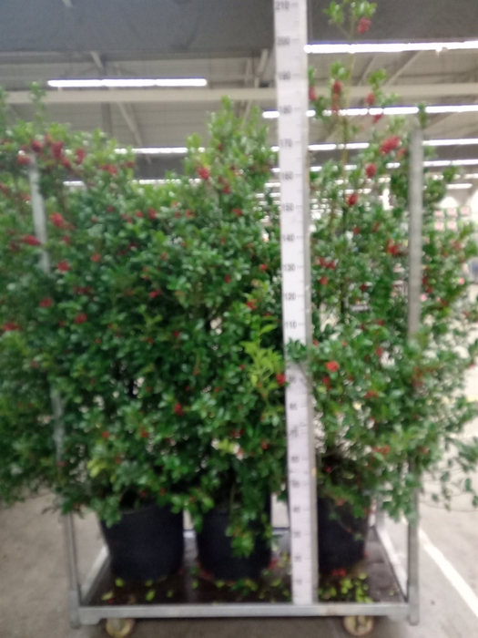 <h4>Ilex aquifolium 'J.C. van Tol'</h4>