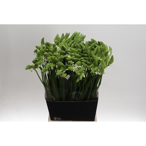 Ornithogalum Thyrsoides BIG WHITE