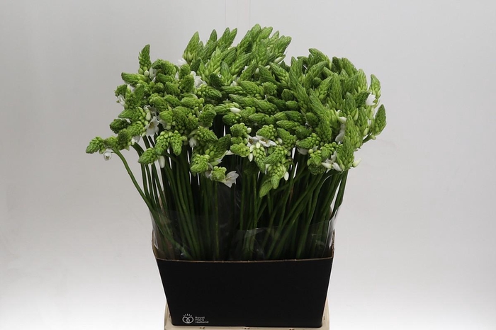 <h4>Ornithogalum Thyrsoides</h4>
