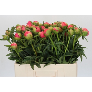 Paeonia Coral Sunset