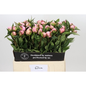Paeonia Nick Shaylor