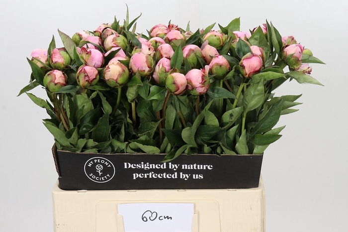 <h4>Paeonia Nick Shaylor</h4>