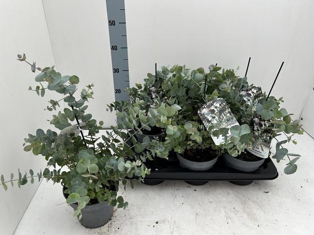 <h4>EUCAL CINEREA</h4>