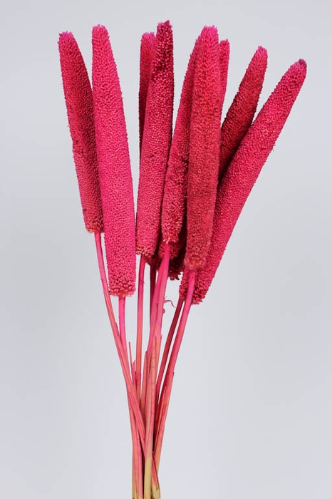 Babala on natural stem Cerise