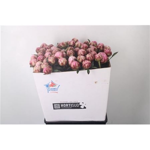 Paeo L Sarah Bernhard Pink Ex