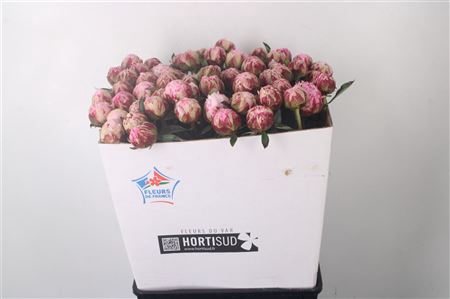 <h4>Paeo L Sarah Bernhard Pink Ex</h4>