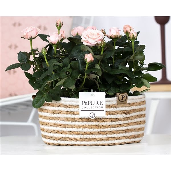 <h4>2x Rosa light pink in P&PURE Fieldbasket 7</h4>