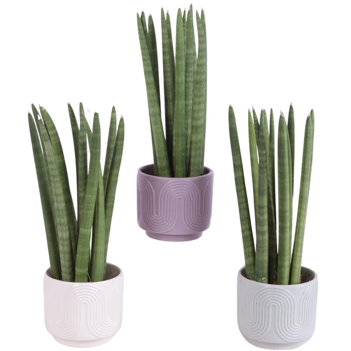 <h4>Sansevieria Cylindrica Straight 11 Leaf in Ø11cm Ceramic SE571</h4>