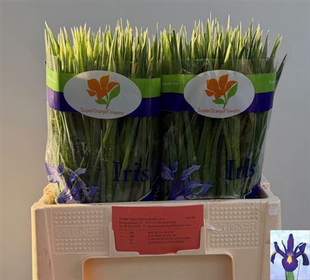 <h4>Iris Blue Magic</h4>