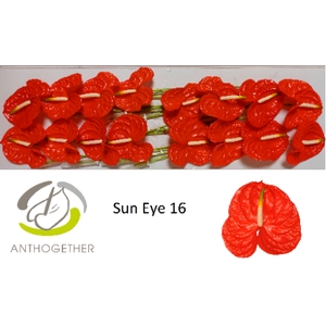 Anthurium Sun Eye