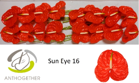 <h4>Anthurium Sun Eye</h4>