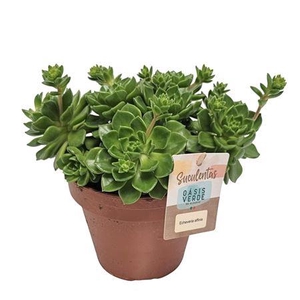 Echeveria Affinis - 1154