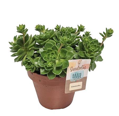 <h4>Echeveria Affinis - 1154</h4>