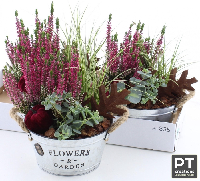 <h4>ARR TUINPLANTEN</h4>