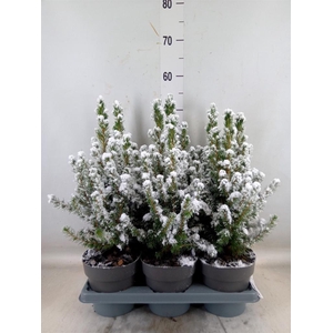 Picea glauca 'Conica'