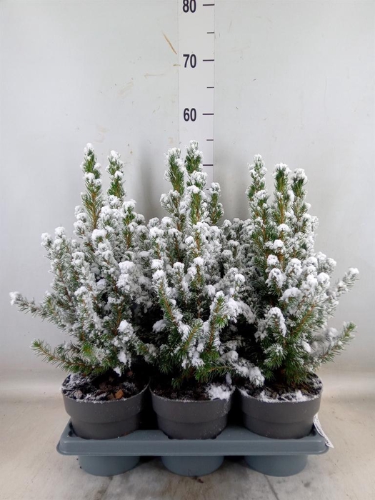 <h4>Picea glauca 'Conica'</h4>