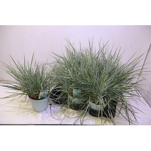 arr8 Sesleria Nitida