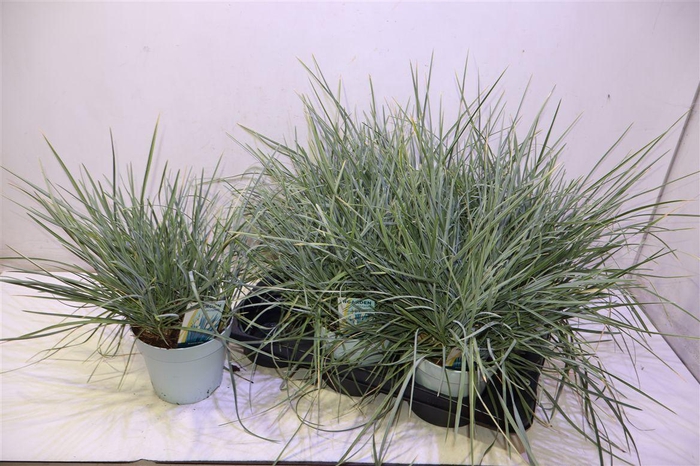 <h4>arr8 Sesleria Nitida</h4>