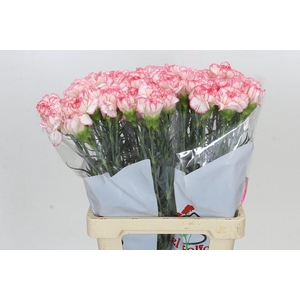 Dianthus St Poirot Bianco