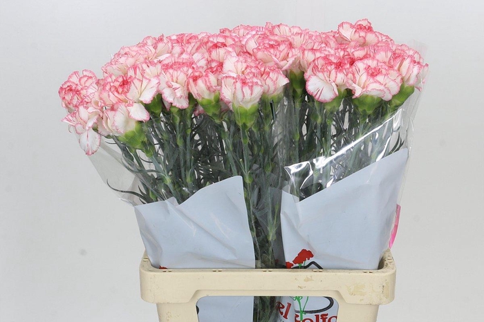 <h4>Dianthus St Poirot Bianco</h4>