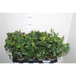 Hibis Sunny Gem 5 Branche