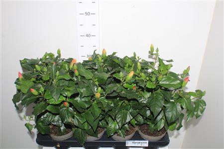 <h4>Hibis Sunny Gem 5 Branche</h4>