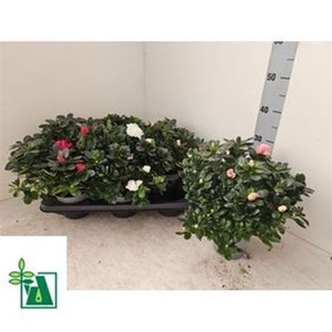 Rhodo Si Gem 3 Srt