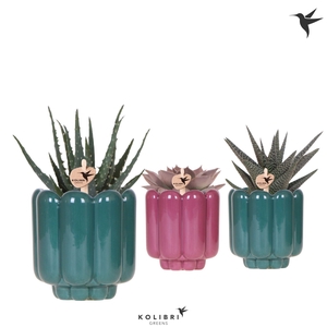 Kolibri Greens Succulenten mix in Retro pot green mix
