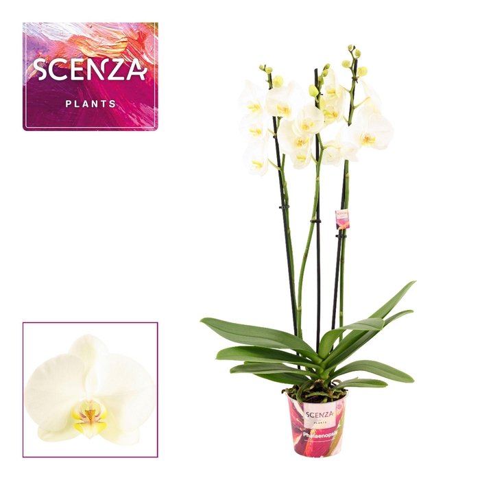 <h4>Phalaenopsis 3 tak wit (Scenza)</h4>
