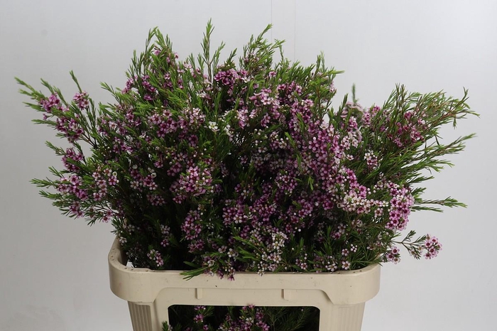 <h4>Chamelaucium Niki</h4>