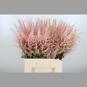 Astilbe Erika Roze