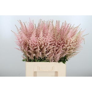 Astilbe Erika Roze