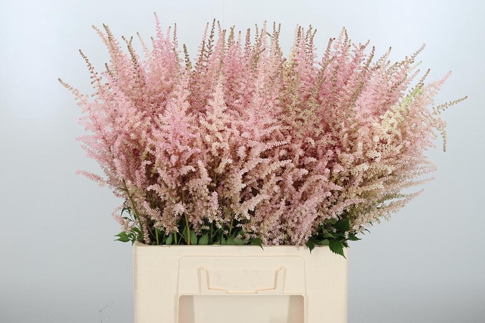 <h4>Astilbe Erika Roze</h4>