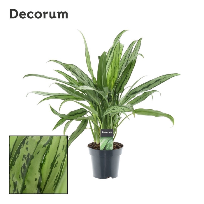 <h4>Aglaonema Cutlass (Decorum)</h4>