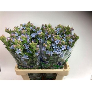 Oxypetalum Coeruleum Blue
