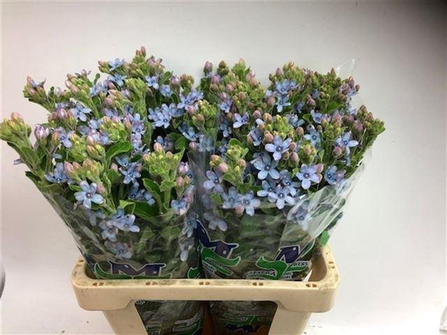<h4>Oxypetalum Coeruleum Blue</h4>
