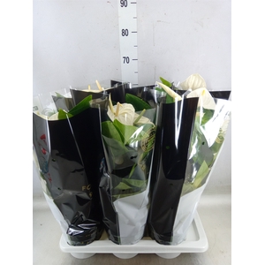 Anthurium andr. 'Alaska'