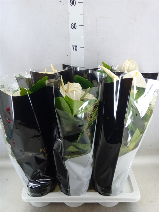 <h4>Anthurium andr. 'Alaska'</h4>