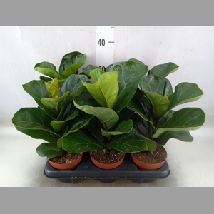 Ficus lyrata 'Bambino'