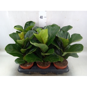 Ficus lyrata 'Bambino'