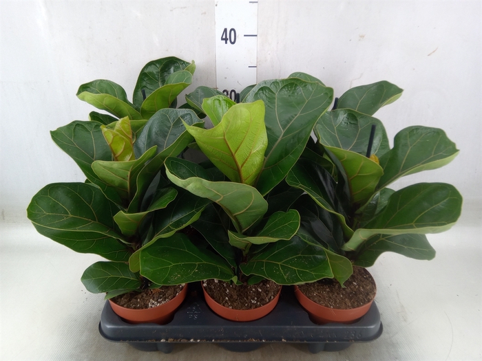 <h4>Ficus lyrata 'Bambino'</h4>