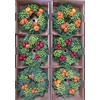 Wr Sierfruit 30 Cm Extra Junico Red (anttar)